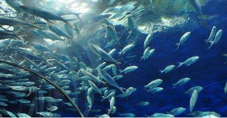 上海水族馆里的鱼儿图片