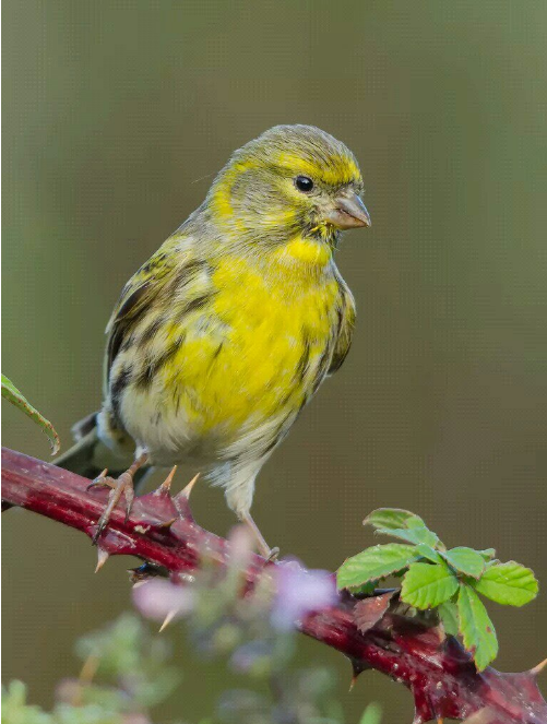 一只巴掌大爱吃嫩芽、种子以及少量昆虫的鲜黄色小鸟