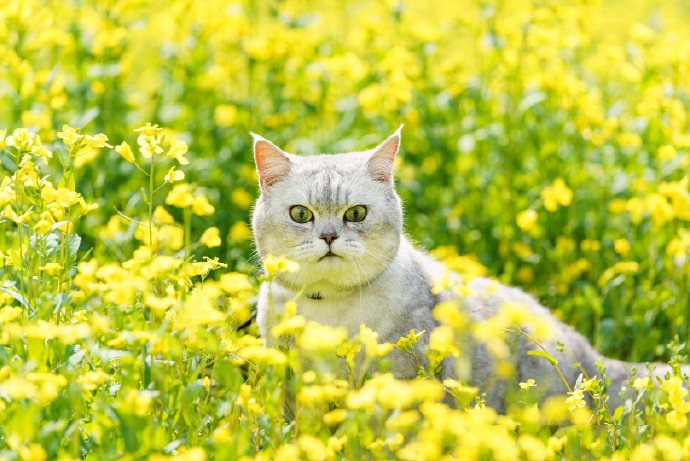 油菜花田里的小猫咪