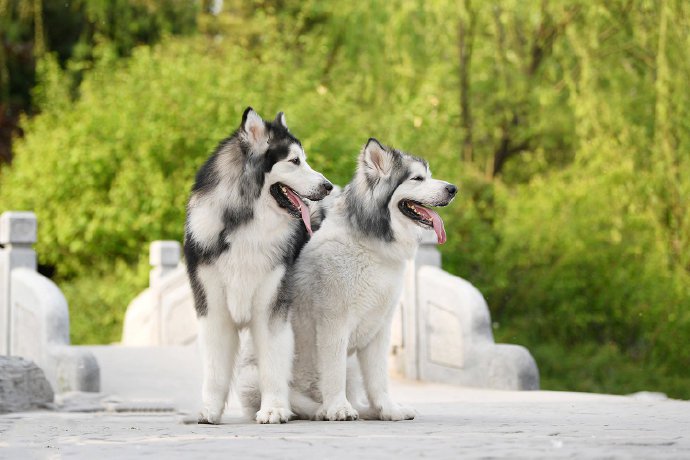 一组可爱乖巧的阿拉斯加犬