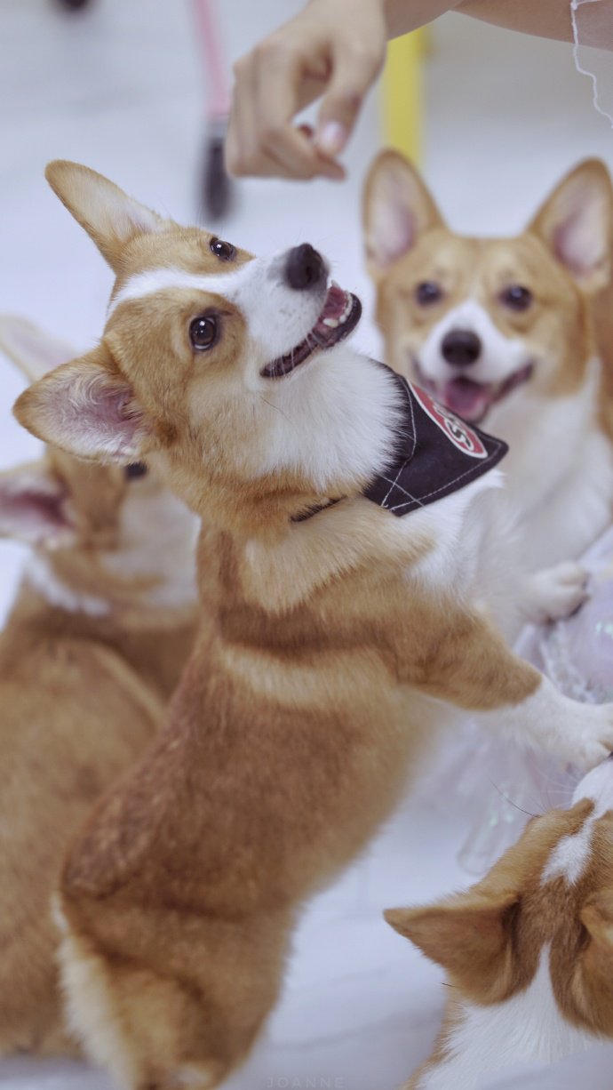 一群可爱乖巧的柯基犬图片