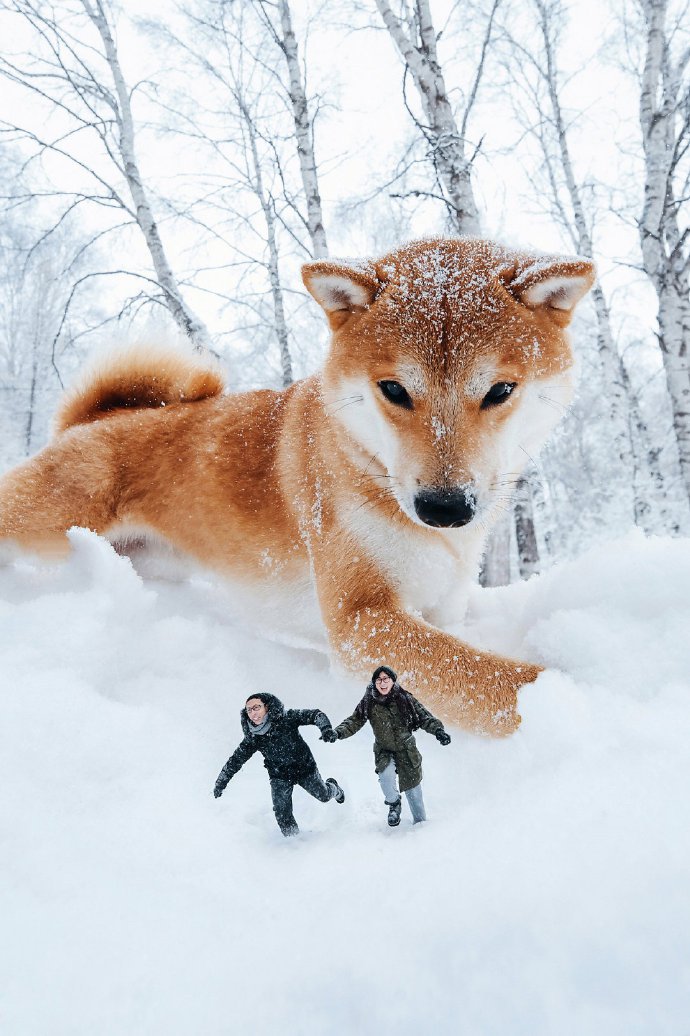 冬日雪景里的柴犬图片