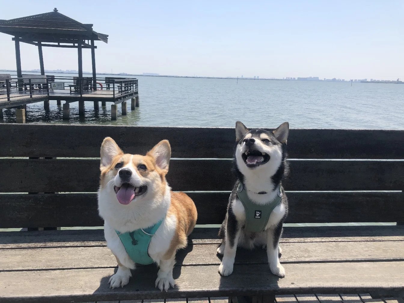 一组柯基与柴犬踏春图片