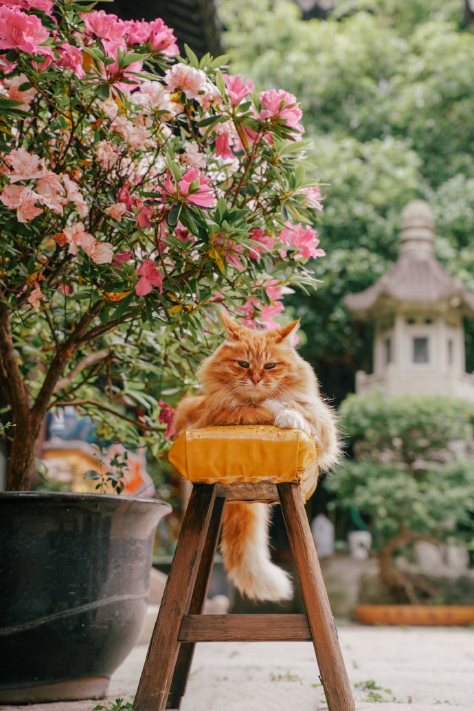 静谧禅意寺院中的粘人长毛橘猫图片