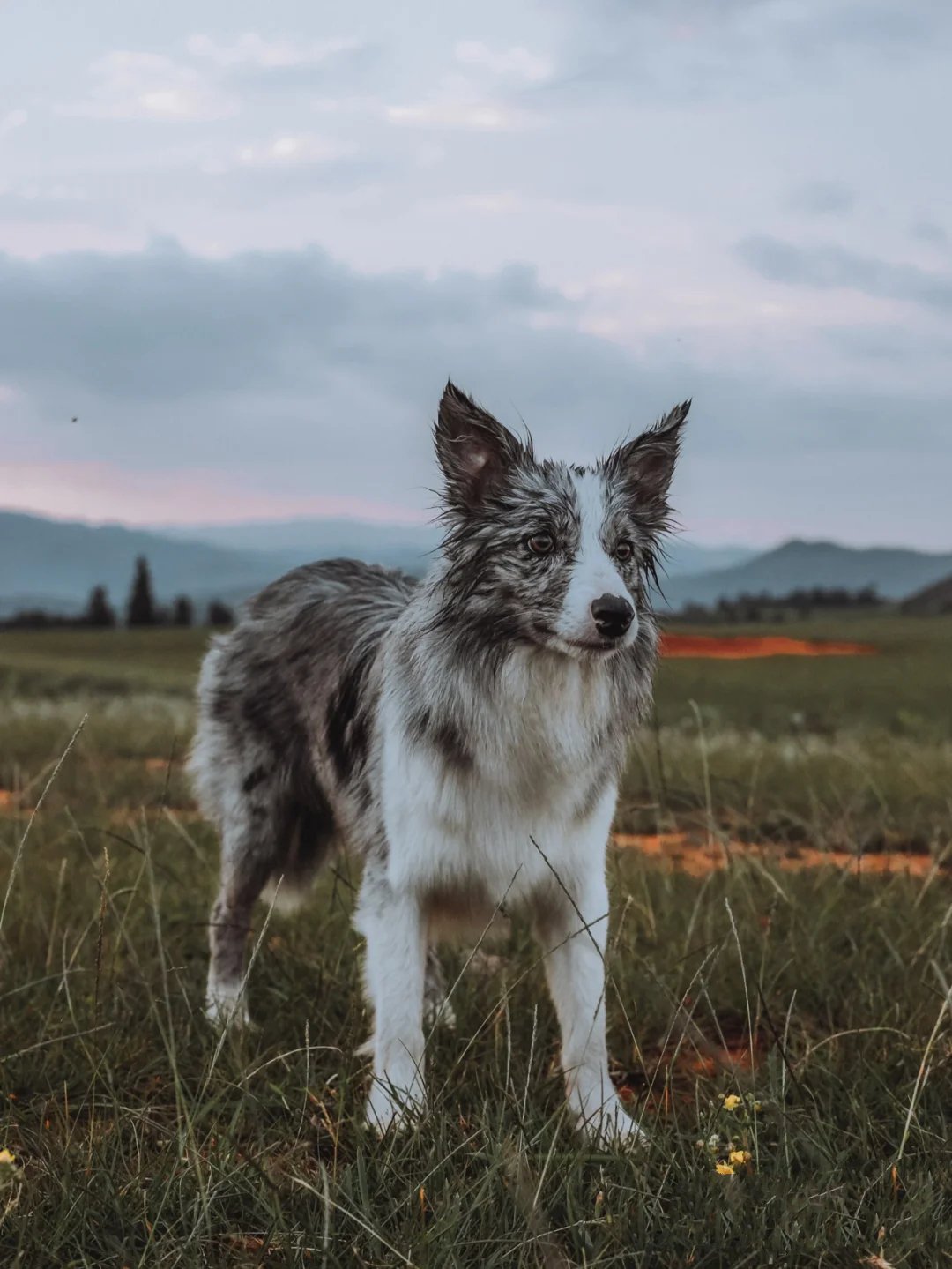 边牧和马犬的野外欢乐图片