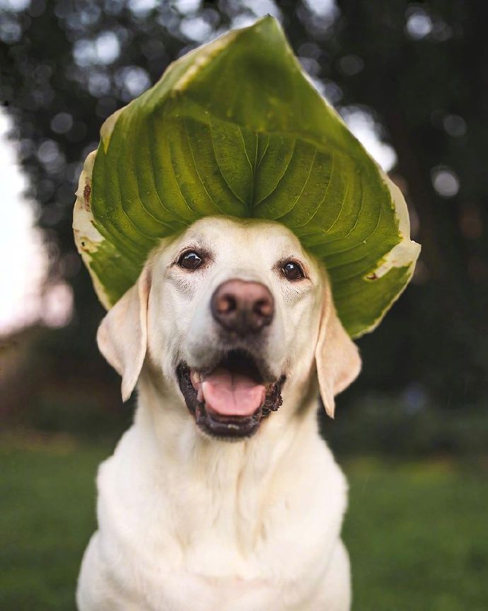 一组送花花的拉布拉多犬图片
