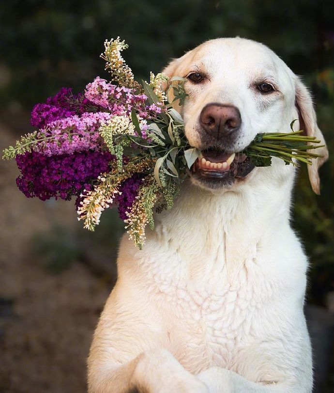 一组送花花的拉布拉多犬图片