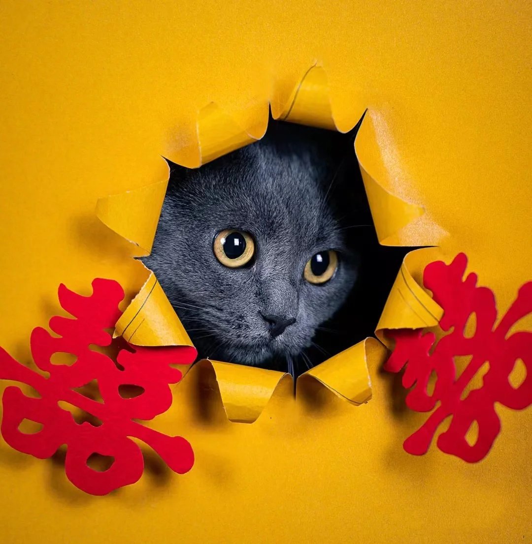 圆润可爱大眼瞪的像铜铃的霸气猫咪图片