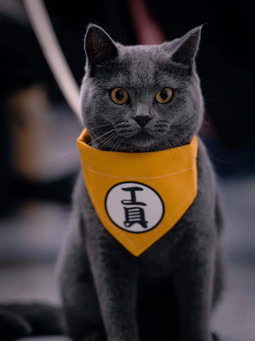 圆润可爱大眼瞪的像铜铃的霸气猫咪图片