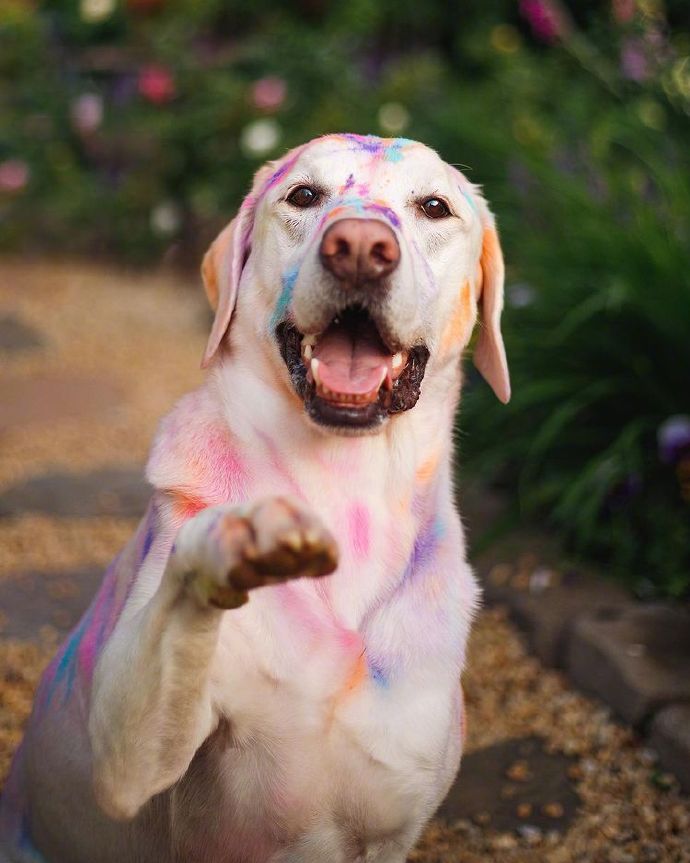 一组送花花的拉布拉多犬图片