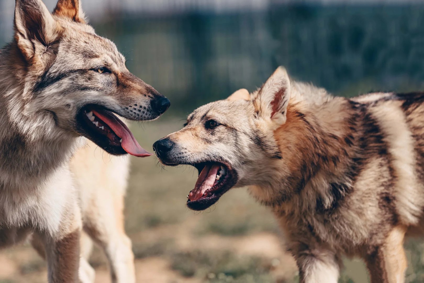 美丽而野性的捷克狼犬图片