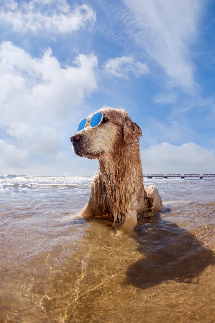 在海边玩乐的金毛犬图片