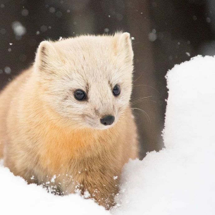 雪地裡眼觀六路耳聽八方的小紫貂圖片_動物圖片_ps家園網