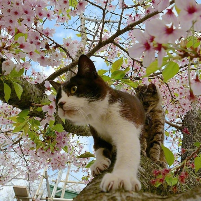 心里住着林黛玉的可爱小猫摄影图片