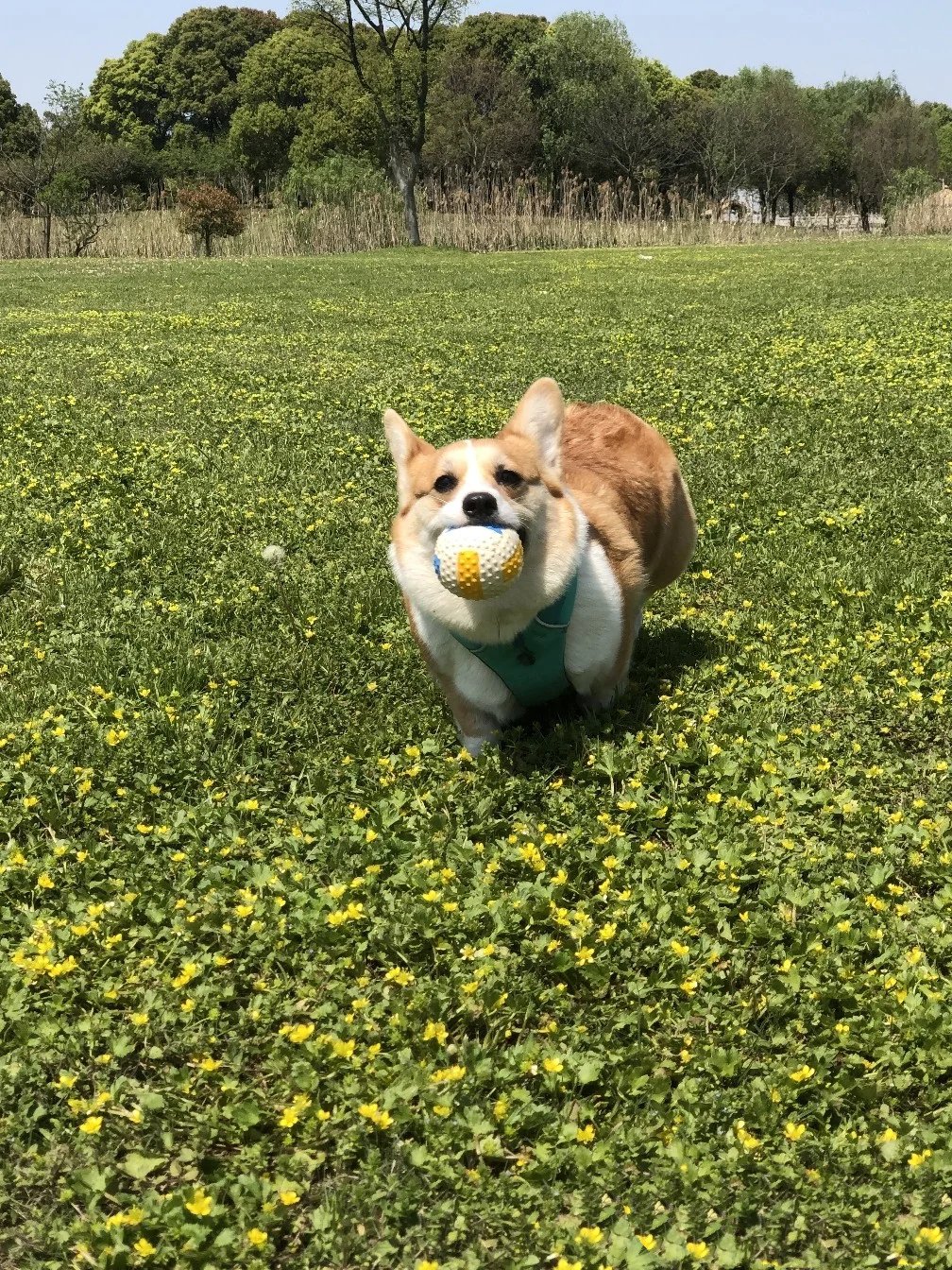 一组柯基与柴犬踏春图片