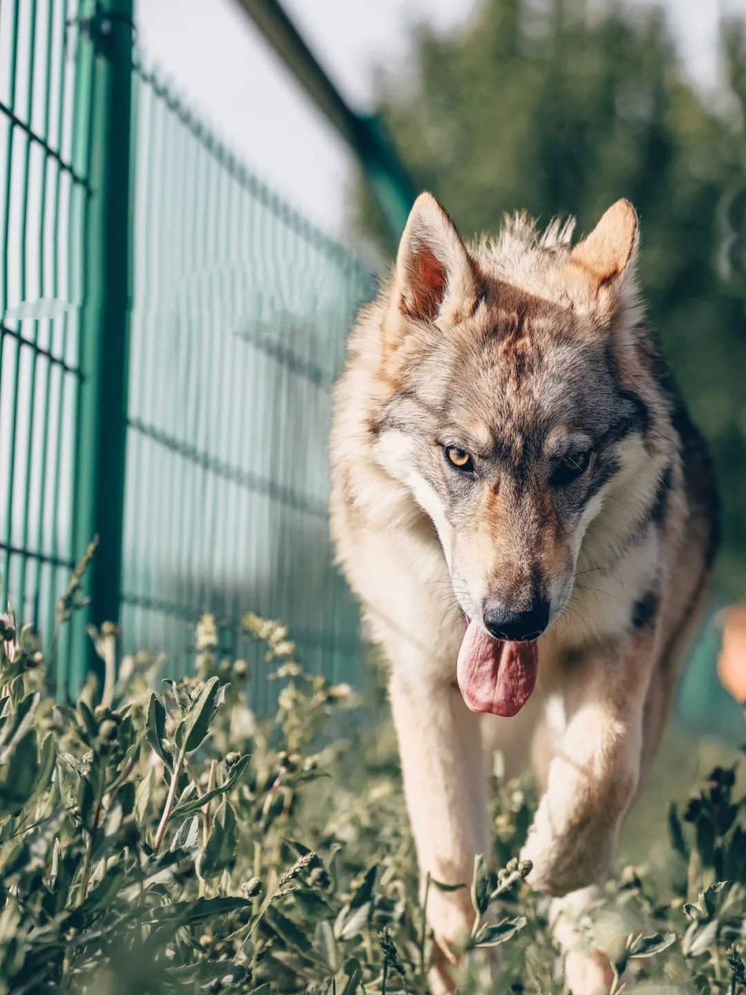 捷克狼犬捕猎图片