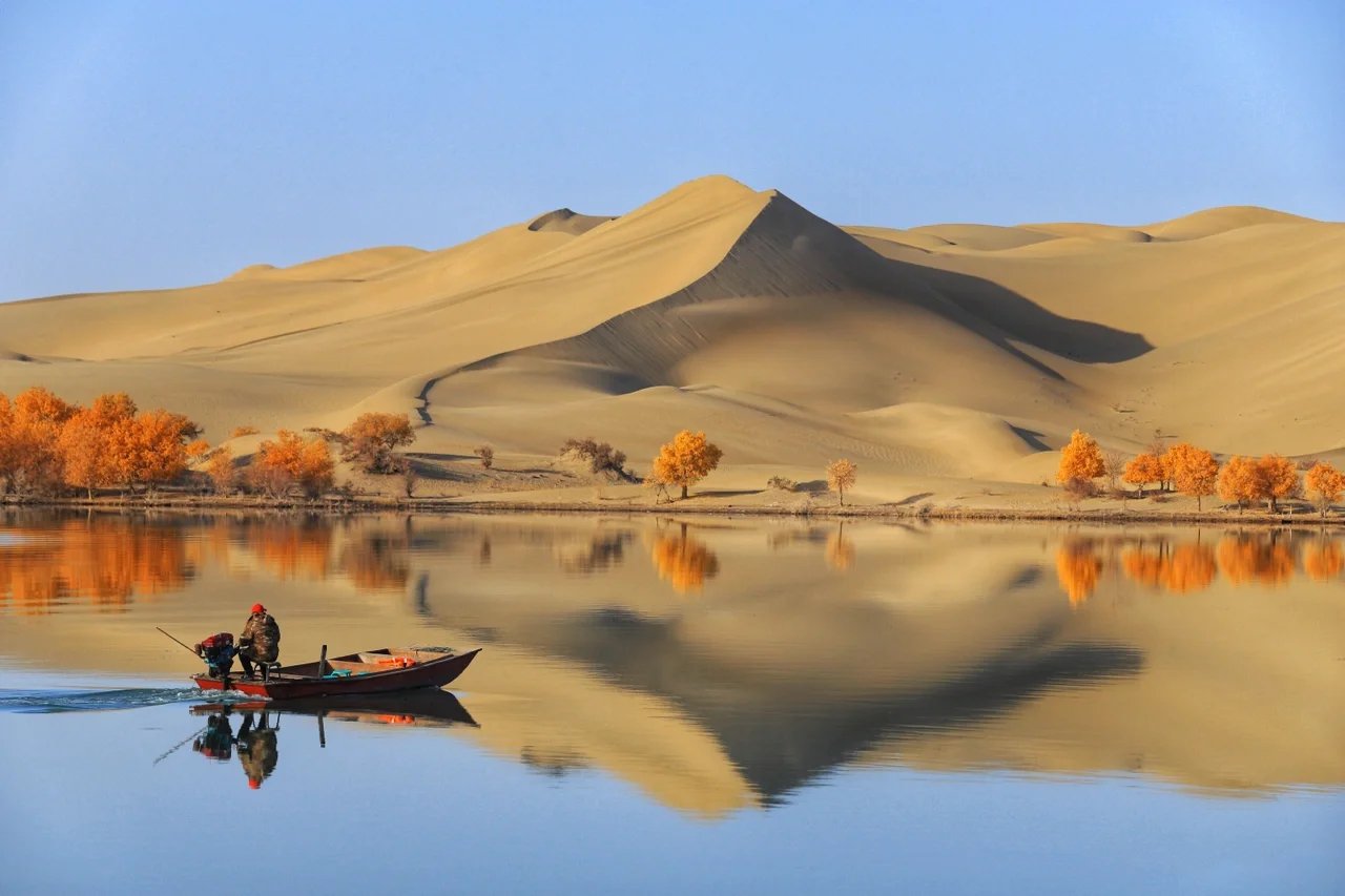 金色秋季水上胡杨林的美丽风景摄影