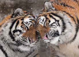一组花纹漂亮的两只老虎贴贴图片