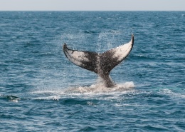 巨大剪刀形状的鲸鱼尾巴图片(10张)