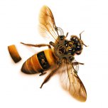 动物恶搞，恶搞合成一只机械蜜蜂实例