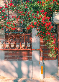 一组小巷里的红玫瑰丛图片