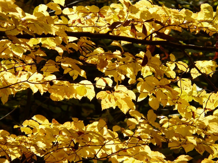 金黄色的山毛榉树叶图片