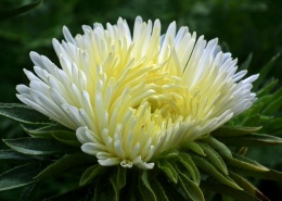 花色丰富的翠菊图片(16张)
