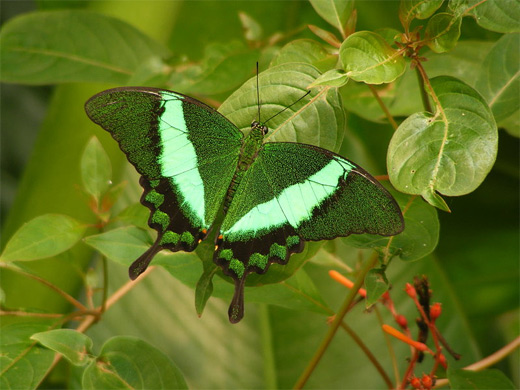Neon green butterfly photography
