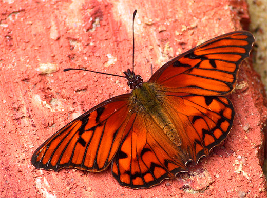 Red orange butterfly photography