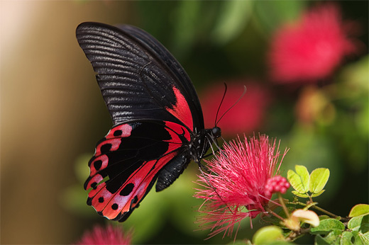 Black red butterfly photography