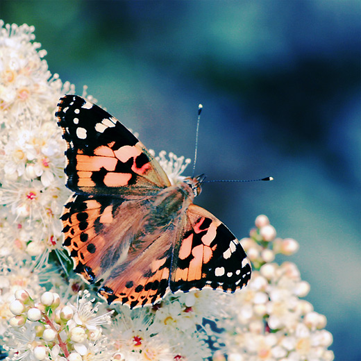 Lovely butterfly photography