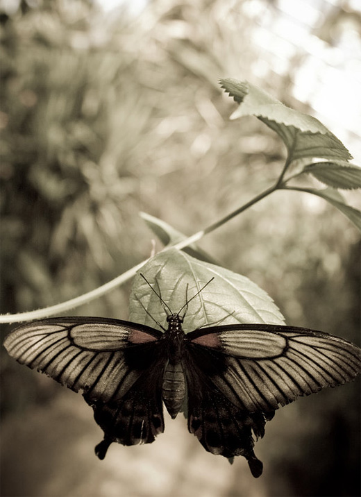 Vintage butterfly photography
