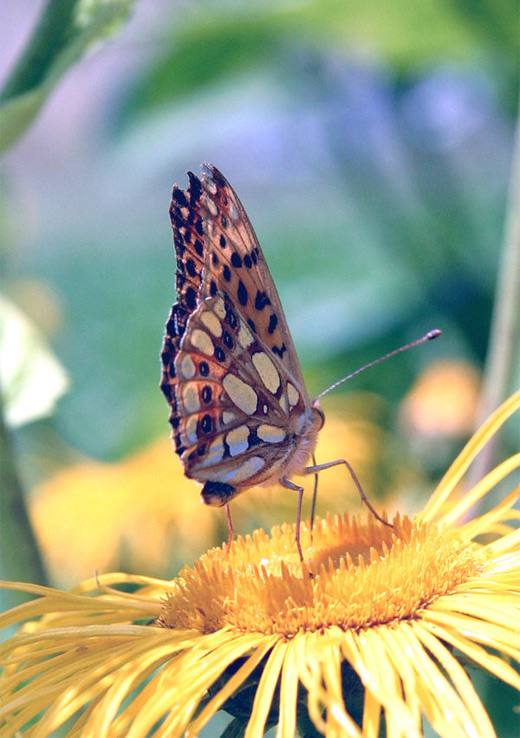 Lovely flower butterfly photography