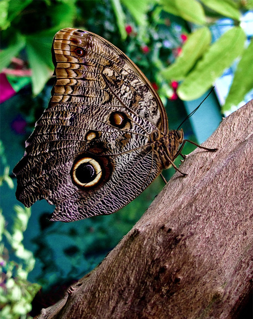Brown owl butterfly photography