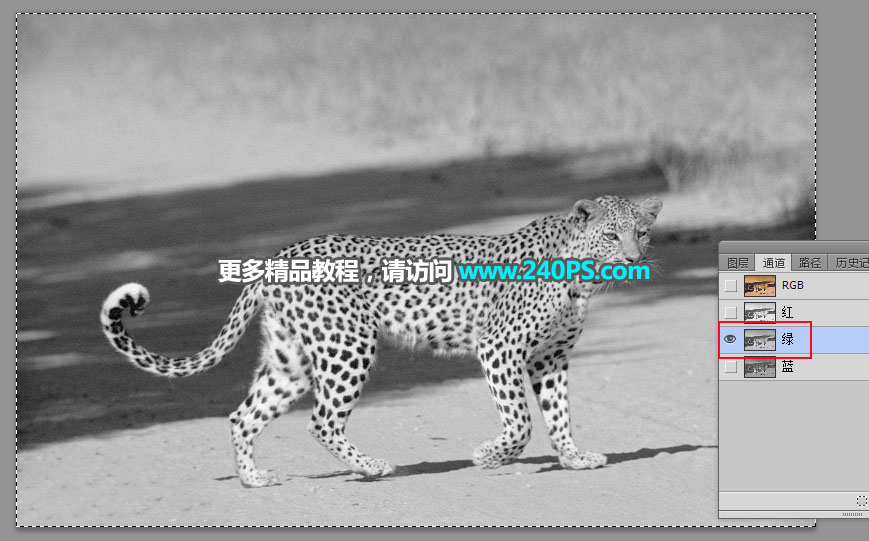 Photoshop巧用通道工具快速抠出豹子图像,PS教程,PS家园网