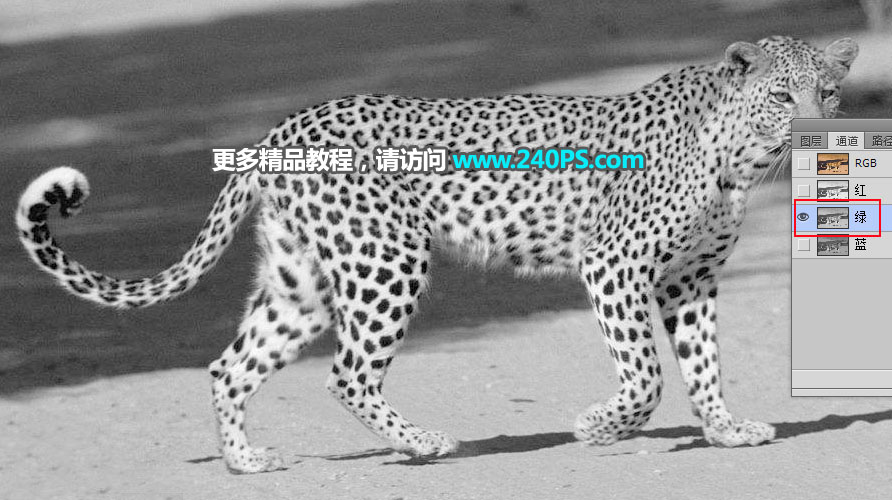 Photoshop巧用通道工具快速抠出豹子图像,PS教程,PS家园网