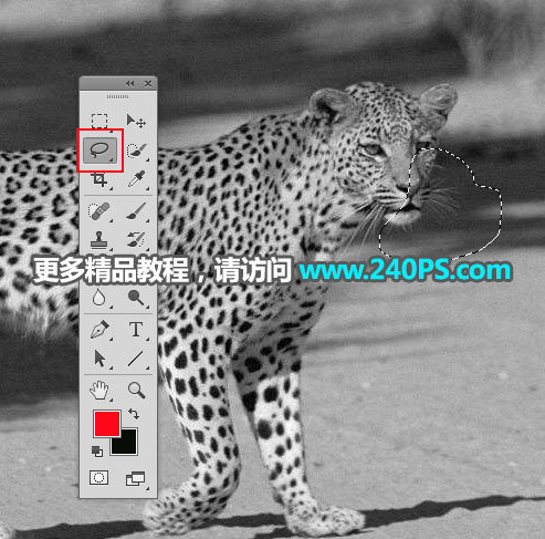 Photoshop巧用通道工具快速抠出豹子图像,PS教程,PS家园网