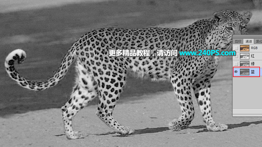 Photoshop巧用通道工具快速抠出豹子图像,PS教程,PS家园网