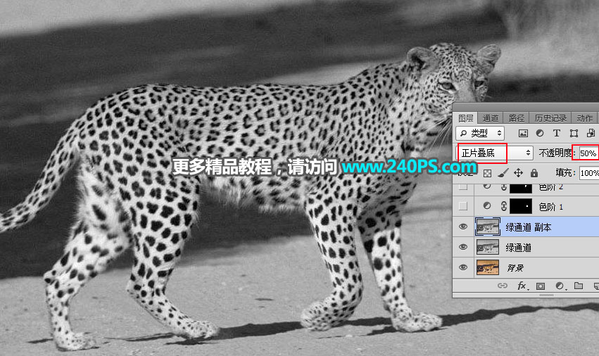 Photoshop巧用通道工具快速抠出豹子图像,PS教程,PS家园网