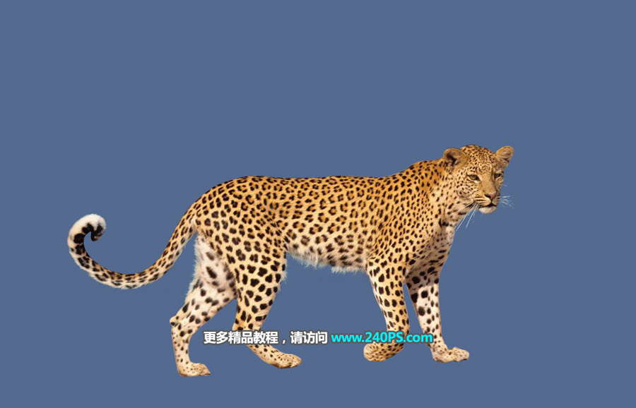 Photoshop巧用通道工具快速抠出豹子图像,PS教程,PS家园网