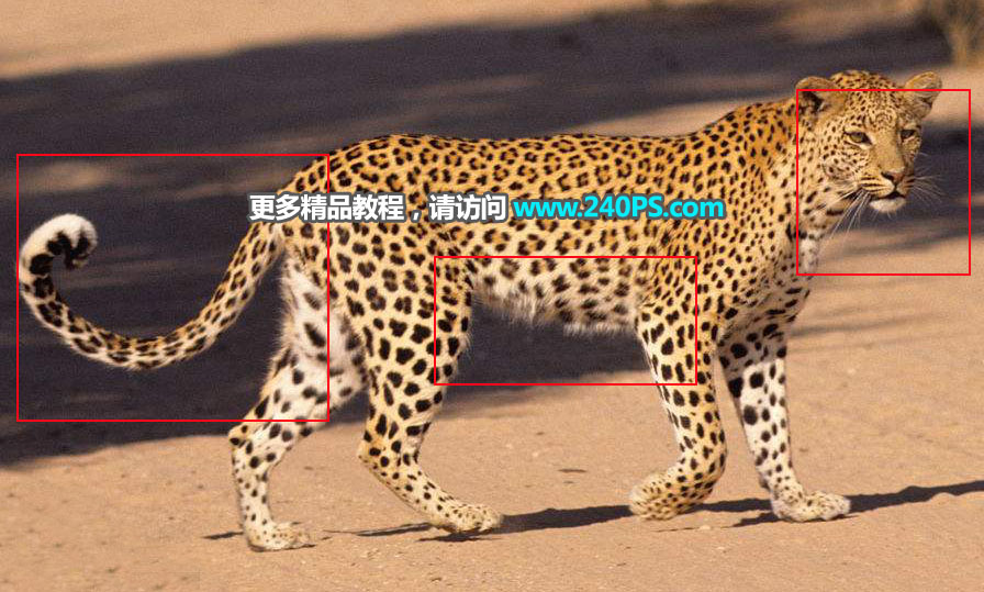 Photoshop巧用通道工具快速抠出豹子图像,PS教程,PS家园网