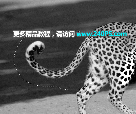 Photoshop巧用通道工具快速抠出豹子图像,PS教程,PS家园网