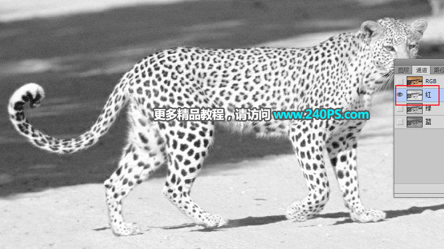 Photoshop巧用通道工具快速抠出豹子图像,PS教程,PS家园网
