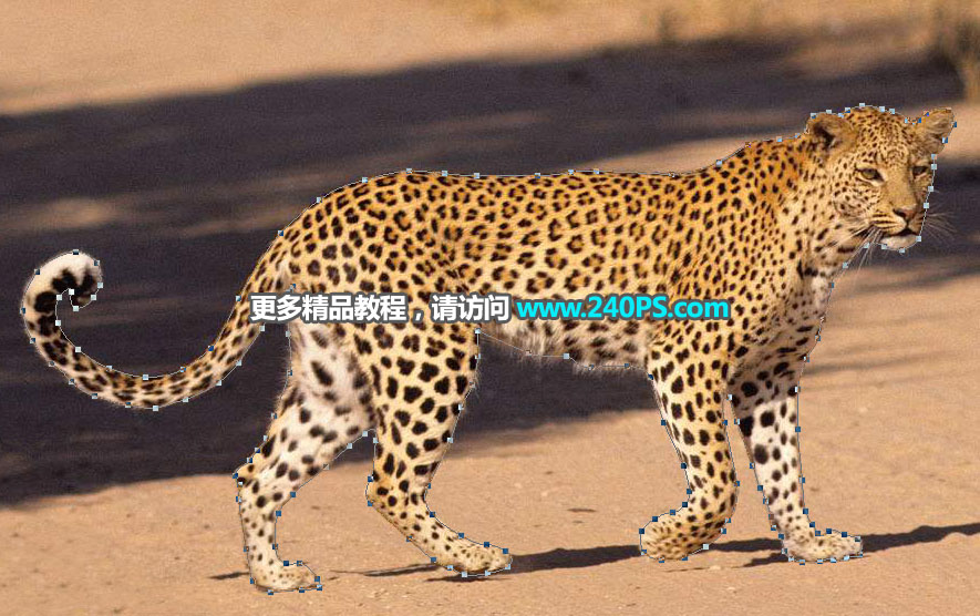 Photoshop巧用通道工具快速抠出豹子图像,PS教程,PS家园网