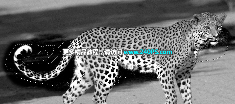 Photoshop巧用通道工具快速抠出豹子图像,PS教程,PS家园网
