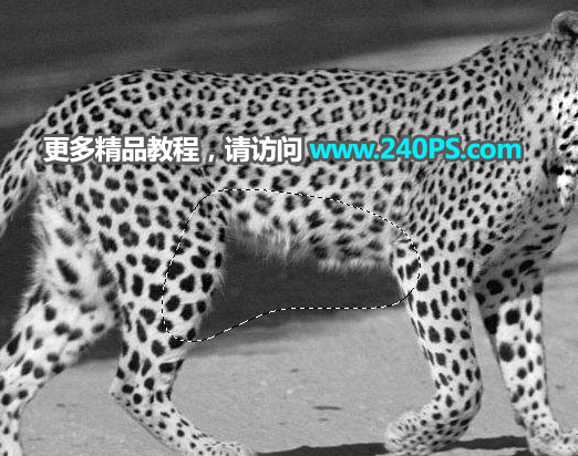 Photoshop巧用通道工具快速抠出豹子图像,PS教程,PS家园网