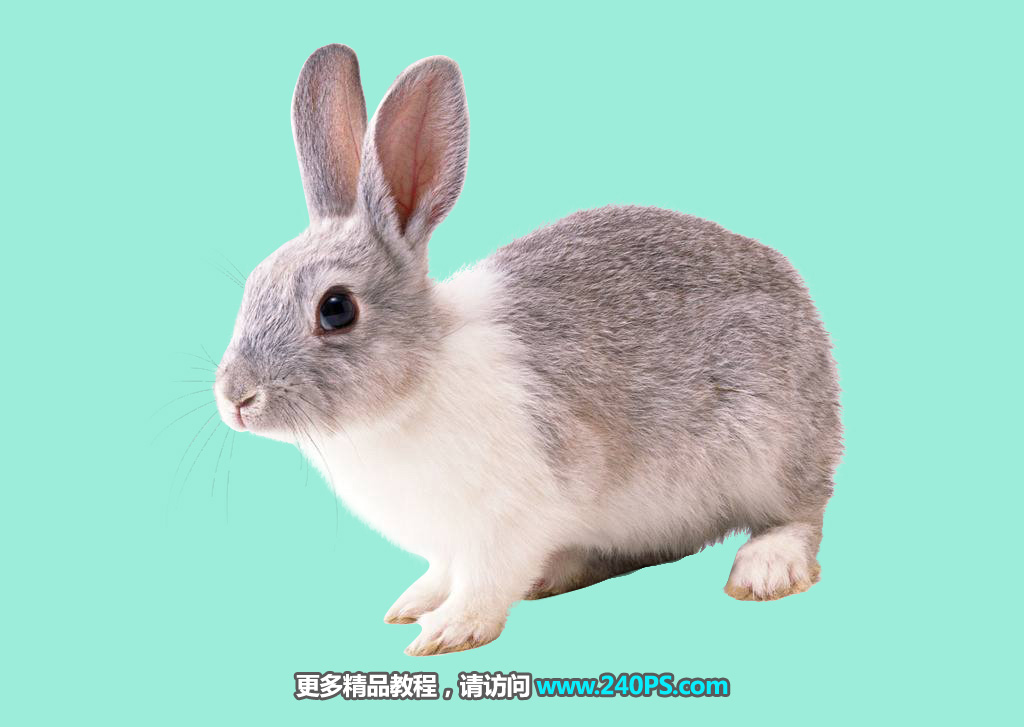Photoshop使用钢笔和通道抠出兔子教程,PS教程,PS家园网