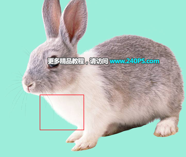 Photoshop使用钢笔和通道抠出兔子教程,PS教程,PS家园网