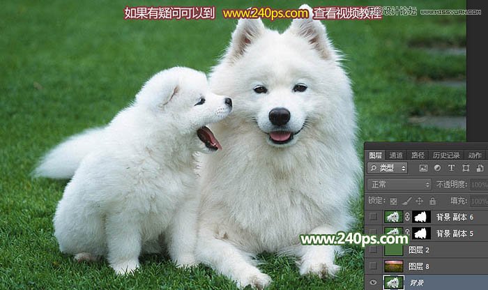 Photoshop完美的抠出毛茸茸的小狗照片,PS教程,PS家园网