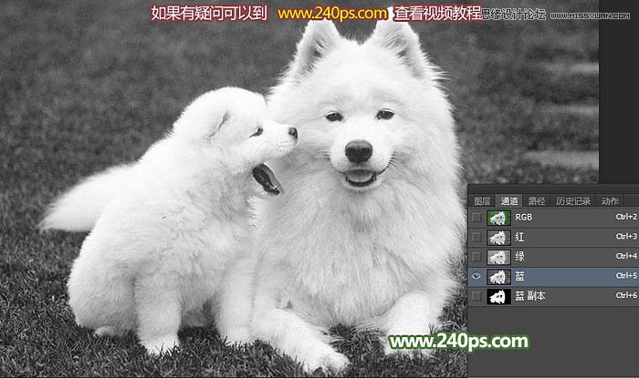 Photoshop完美的抠出毛茸茸的小狗照片,PS教程,PS家园网